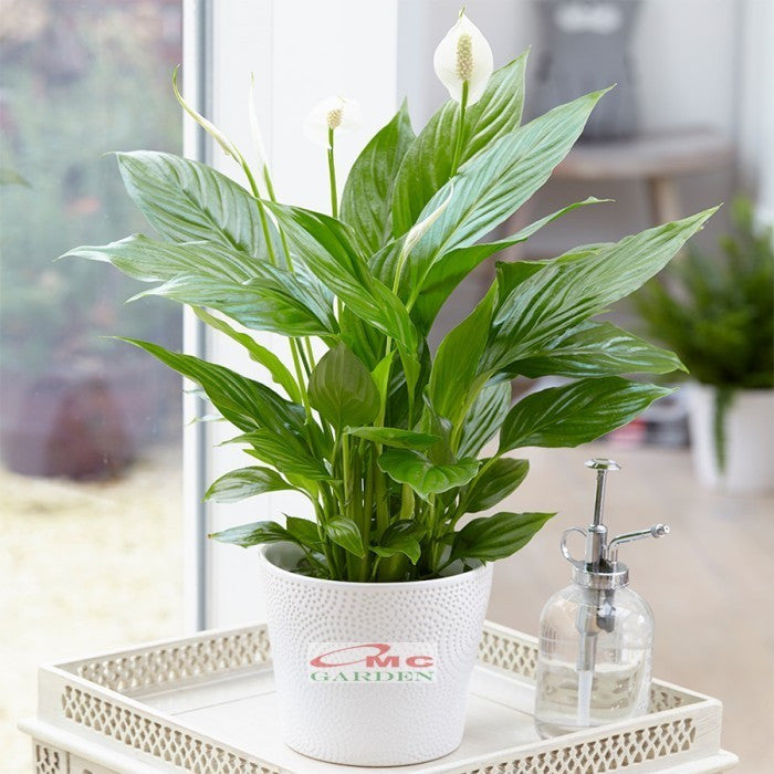Bibit Tanaman Pohon Sepatu Filum Peace Lily Lili Spatyfhilum PS-2030