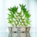Pohon Bambu Hoki Hockey Sri Rejeki Lucky Bamboo Bambu Air Bambu Cina Pembawa Keberuntungan Bibit Tanaman Hias 2040 - 20-30 cm