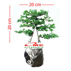 Bonsai Bonsae Sancang Premna Microphylla 003