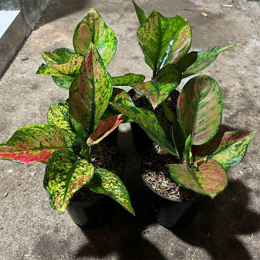 Aglonema Heng Heng Pelangi Bibit Bunga Tanaman Hias Anakan Sri Rejeki Daun Green Red 1015