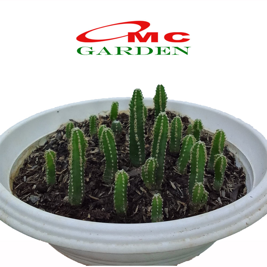 Bibit Pohon Kaktus Candi Hijau Tanaman Hias Potelan Katus Mini Sukulen 0510