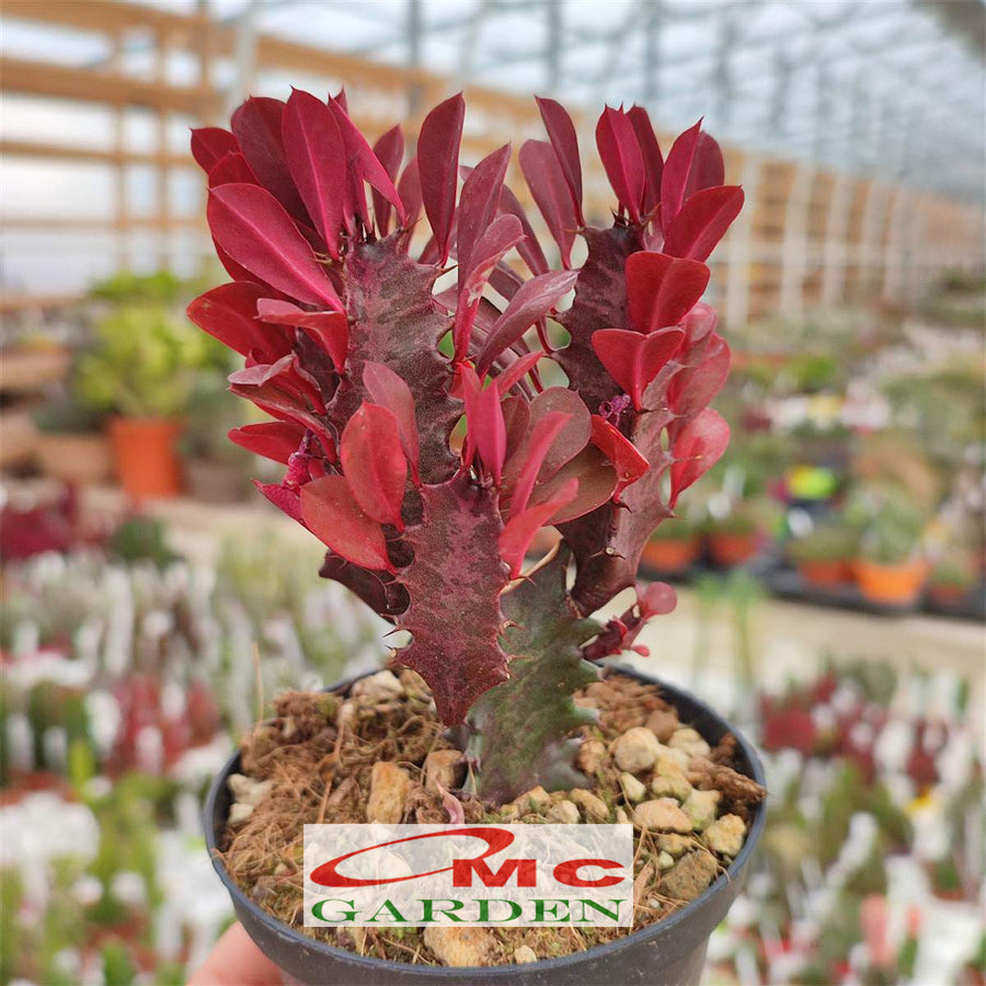 Euphorbia Trigona Bibit Tanaman Hias Kaktus Katedral Sukulen Hijau Merah 1015