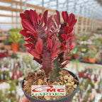 Euphorbia Trigona Bibit Tanaman Hias Kaktus Katedral Sukulen Hijau Merah 1015
