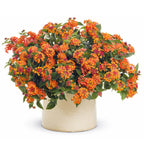Bonsai Bonsae Lantana Camara Tembelekan Orange Pink Tanaman Hias 004