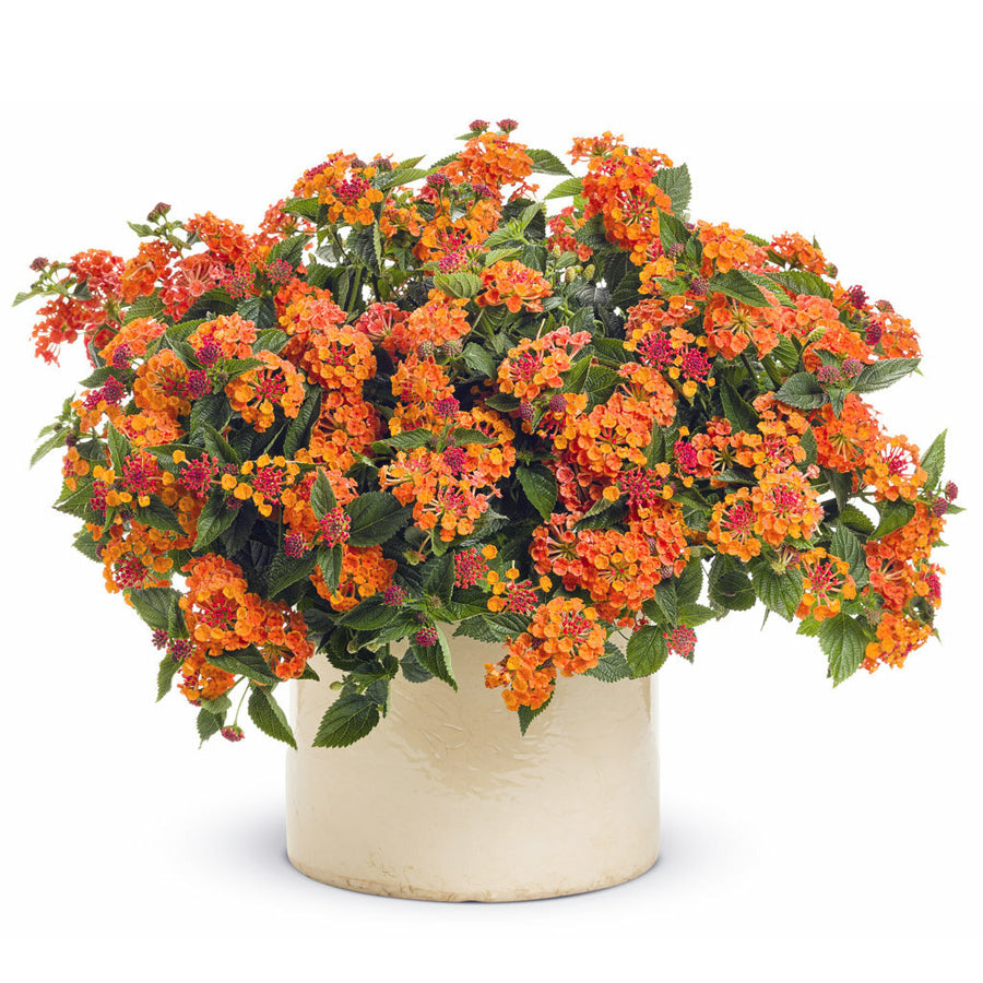 Bonsai Bonsae Lantana Camara Tembelekan Orange Pink Tanaman Hias 004