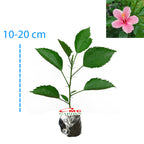 Kembang Sepatu Bunga Raya Hibiscus Worawari Rosa Dinensis Merah Bibit Tanaman Hias 1020