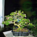 Bonsai Sakura Mikro Jepang Pohon Bonsae Mame Tanaman Hias Berbunga