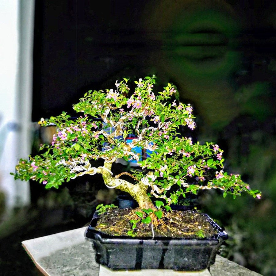 Bonsai Sakura Mikro Jepang Pohon Bonsae Mame Tanaman Hias Berbunga