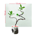 Bonsai Bonsae Sianci Aserola Ceri Barbados Cherry 002