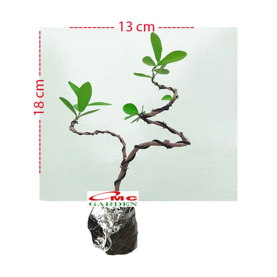 Bonsai Bonsae Sianci Aserola Ceri Barbados Cherry 002