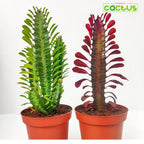 Euphorbia Trigona Bibit Tanaman Hias Kaktus Sukulen Hijau Merah 1 Pot