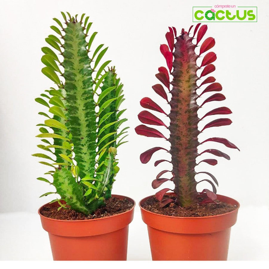 Euphorbia Trigona Bibit Tanaman Hias Kaktus Sukulen Hijau Merah 1 Pot