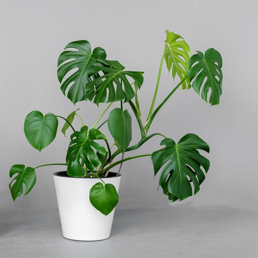 Tanaman Hias Monstera Borsigiana Albo Ekor Naga King Deliciosa Varigata Brazilian Bibit Bonggol Batang