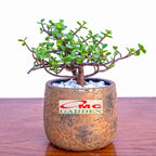 Sukulen Portulacaria Afra Bibit Tanaman Hias Sekulen Kaktus Mini 1015