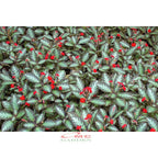 Tanaman Hias Episcia Cupreata Lil Lemon Pink Panther Hijau Beludru Bludru Coklat Silver Shield