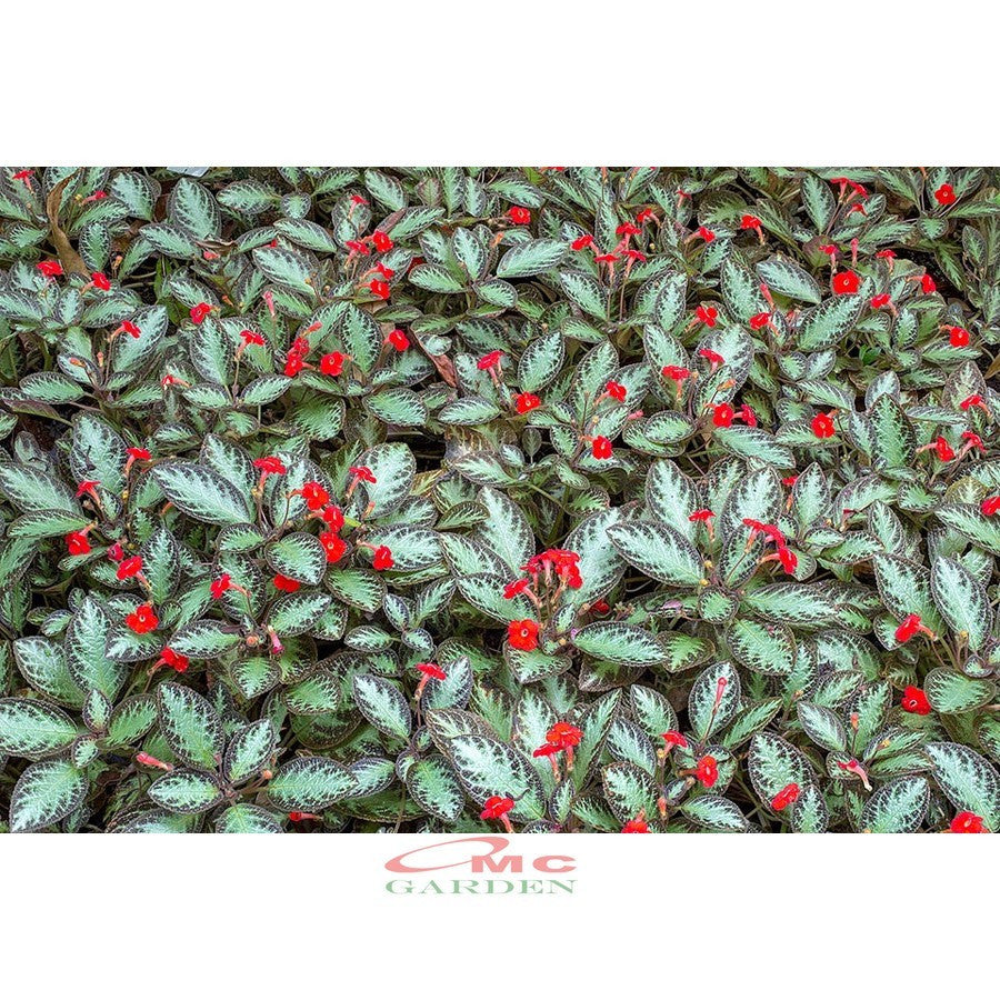 Tanaman Hias Episcia Cupreata Lil Lemon Pink Panther Hijau Beludru Bludru Coklat Silver Shield