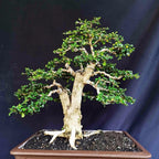 Bibit Tanaman Hokianti Mikro Micro Hokiantea Eretia Bahan Bonsai 2030