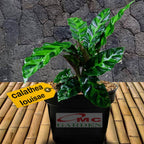 Calathea Louisae Misto Bulu Ayam Kalatea Calatea Kalathea Bibit Tanaman Hias CLT-LS-1015