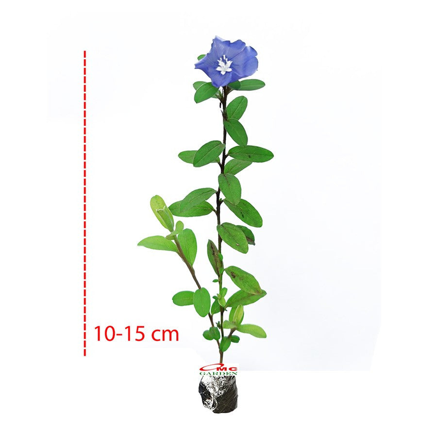 Tanaman Hias Baby Blue Eyes Nemophila Menziesii Star Gantung Mata Biru Bibit Bunga 1015