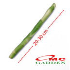 Pohon Bambu Hoki Hockey Sri Rejeki Lucky Bamboo Bambu Air Bambu Cina Pembawa Keberuntungan Bibit Tanaman Hias Stek Batang - 20-30 cm