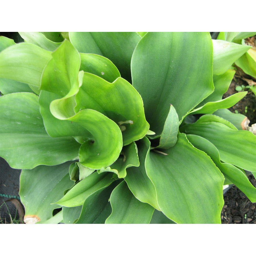 Bibit Tanaman Kencur Herbal Obat Sayur Cikur Rempah Ceku Cekor  Tekur Suha Cataka