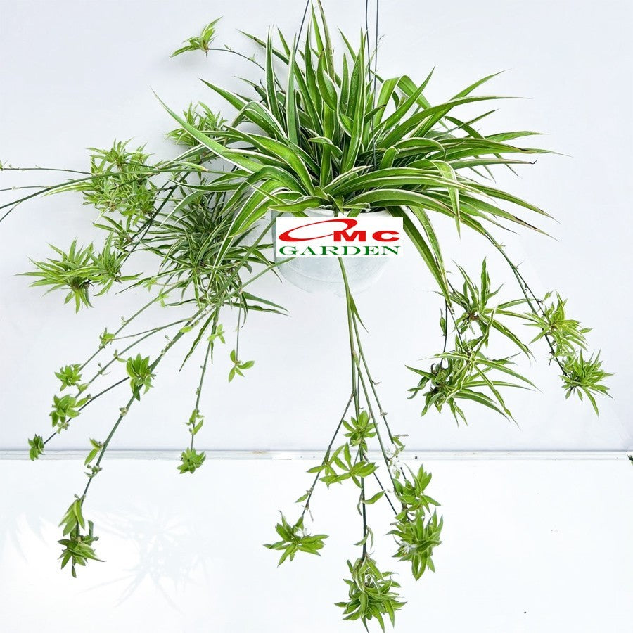 Spider Plant Tanaman Laba-Laba Lili Lily Paris Gantung Bibit 2025