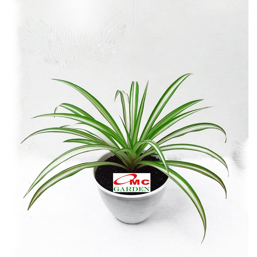 Spider Plant Tanaman Laba-Laba Lili Lily Paris Gantung Bibit 2025-P
