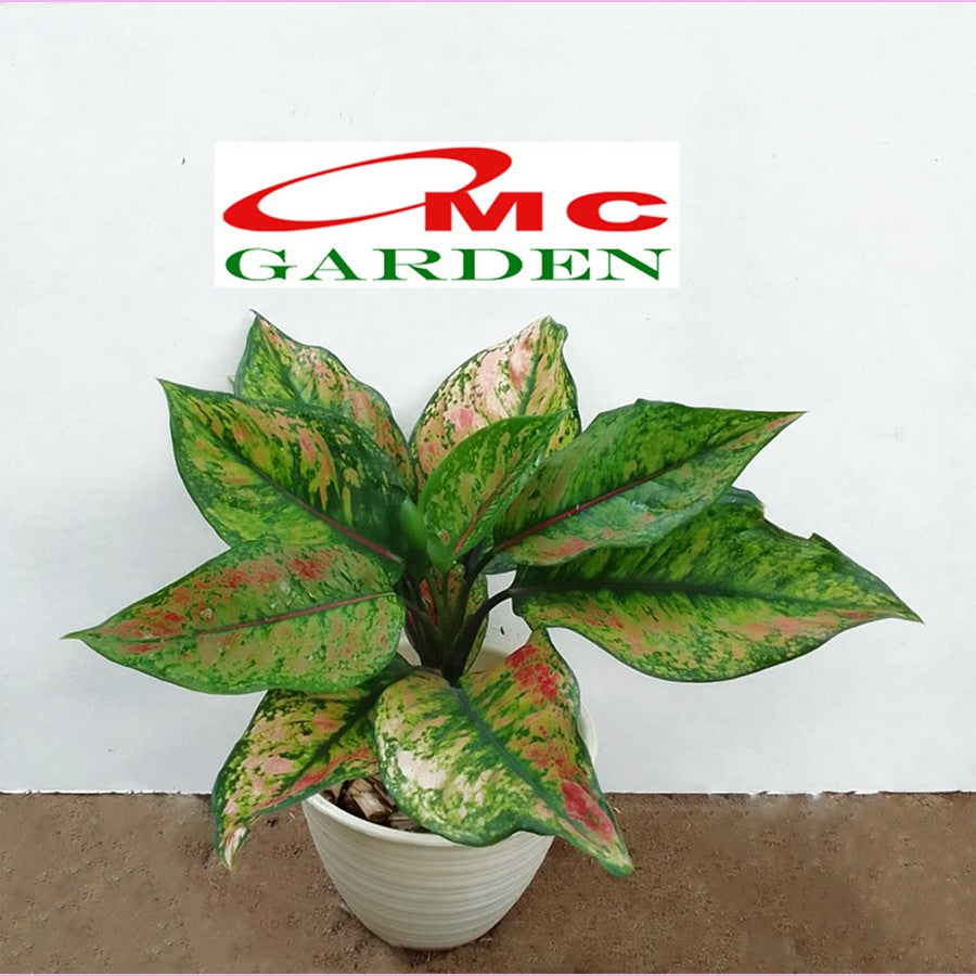 Aglonema Heng Heng Pelangi Bibit Bunga Tanaman Hias Anakan Sri Rejeki Daun Green Red 1015
