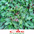 Rumput Gajah Mini Sobekan Bibit Tanaman Hias Karpet Penutup Tanah 0609