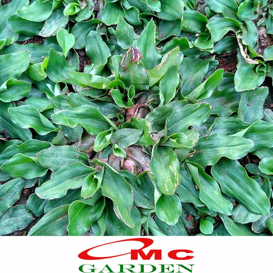 Rumput Gajah Mini Sobekan Bibit Tanaman Hias Karpet Penutup Tanah 0609