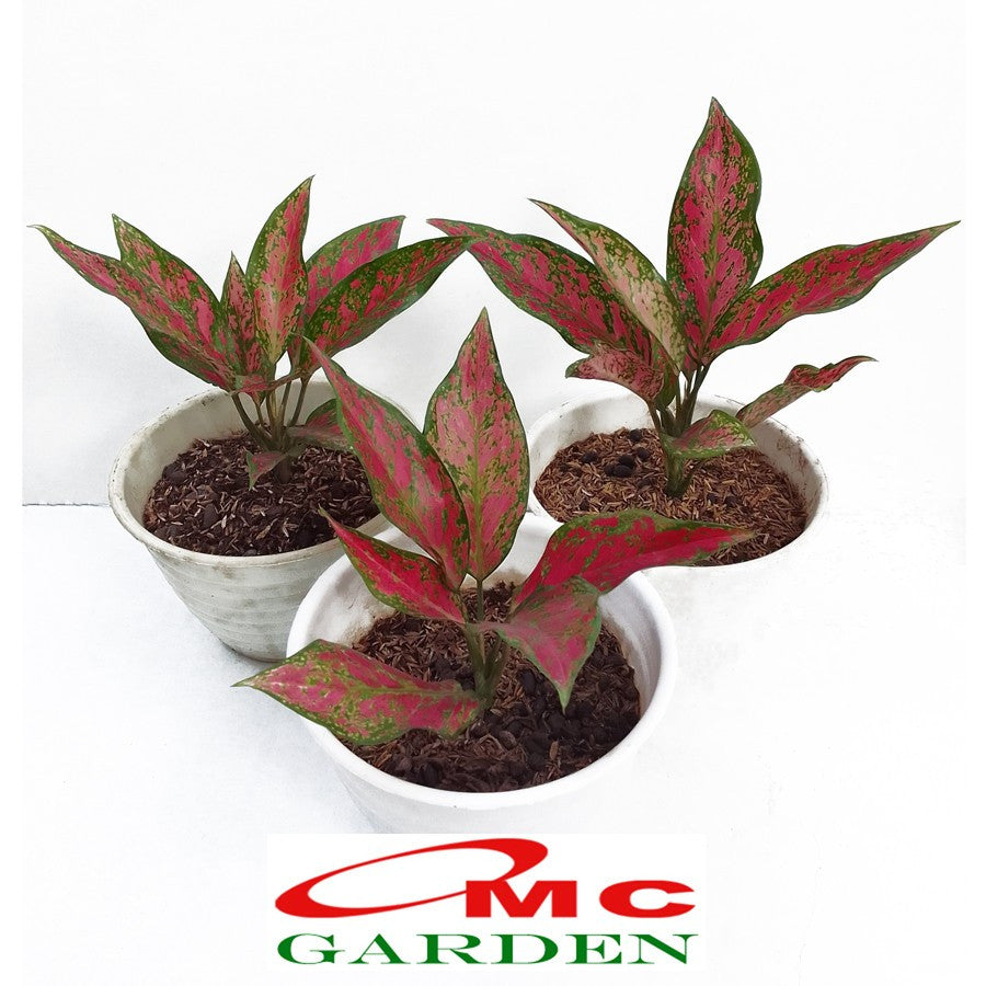 Aglonema Venus Green Red Bibit Bunga Tanaman Hias Sri Rejeki 1015