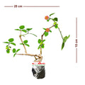 Bonsai Bonsae Lantana Camara Tembelekan Orange Pink Tanaman Hias 003