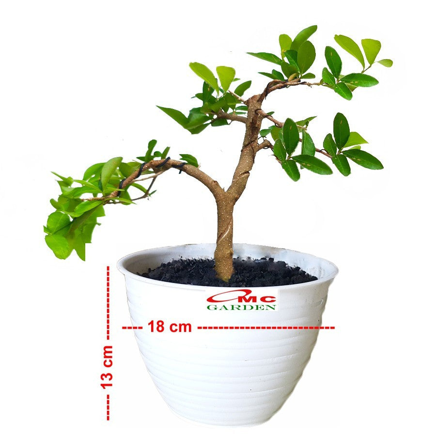 Bonsai Bonsae Sianci Aserola Ceri Barbados Cherry 002