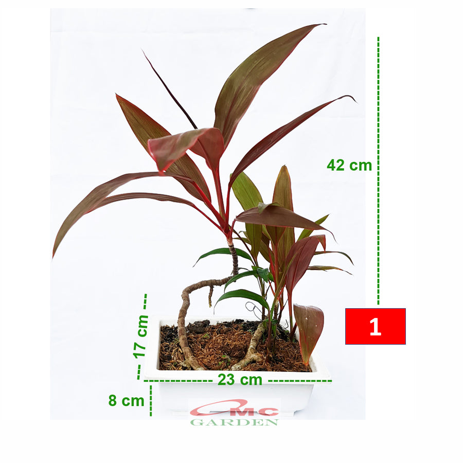 Bonsai Hanjuang Andong Sawang Daun Merah Tanaman Hias B-HANJUANG-M-001A