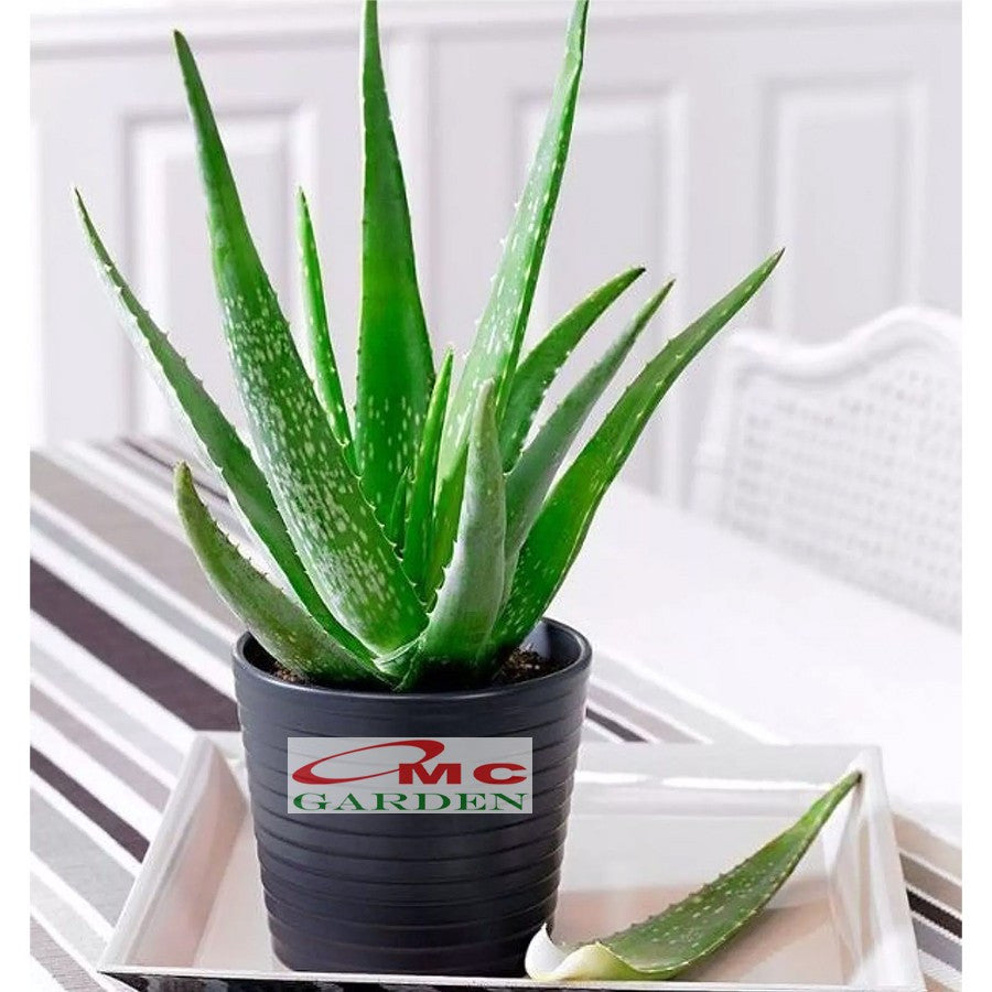 Lidah Buaya Jumbo Pontianak Aloe Vera Bibit Pohon Tanaman Hias Obat Herbal 1015