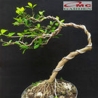 Bibit Sianci Bahan Bonsai Tanaman Ceri Barbados Cherry Aserola 1020