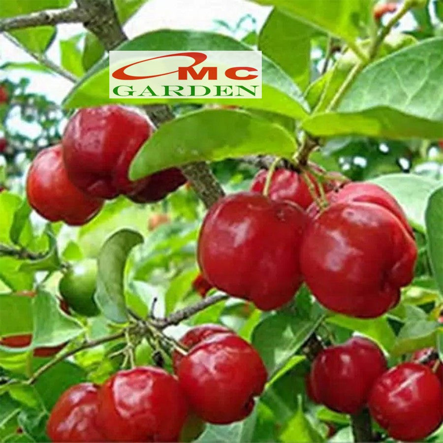 Bibit Sianci Bahan Bonsai Tanaman Ceri Barbados Cherry Aserola 1020