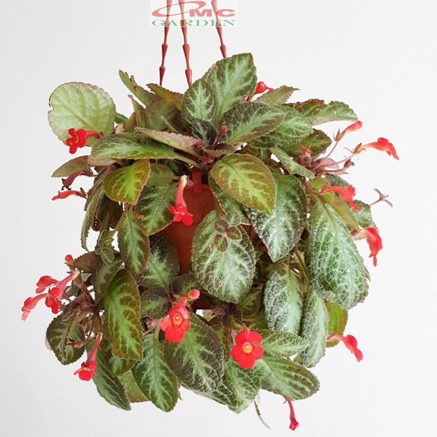 Tanaman Hias Episcia Cupreata Lil Lemon Pink Panther Hijau Beludru Bludru Coklat Silver Shield
