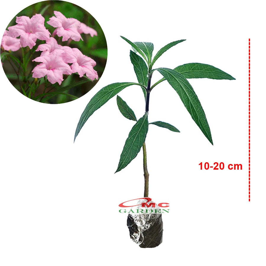 Rawelia Ruelia Rolia Bunga Ungu Pink Tabibosa Ruellia Tanaman Hias Bibit RWL-B-1020