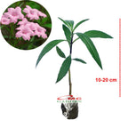 Rawelia Ruelia Rolia Bunga Ungu Pink Tabibosa Ruellia Tanaman Hias Bibit RWL-B-1020
