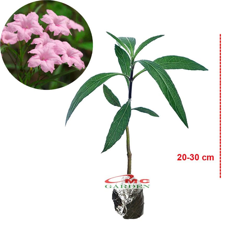 Rawelia Ruelia Rolia Bunga Ungu Pink Tabibosa Ruellia Tanaman Hias Bibit RWL-B-2030