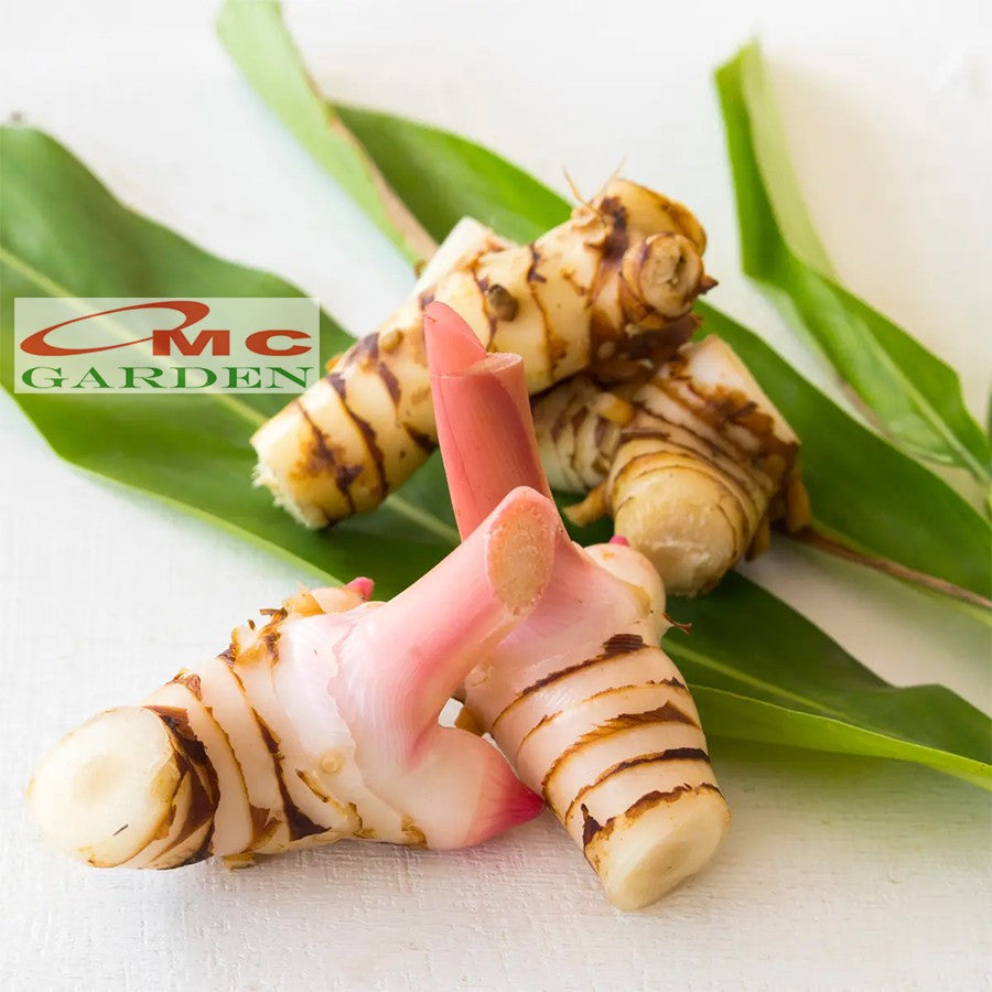 Bibit Tanaman Lengkuas Herbal Obat Laos Bumbu Masak Rempah Laja 2030