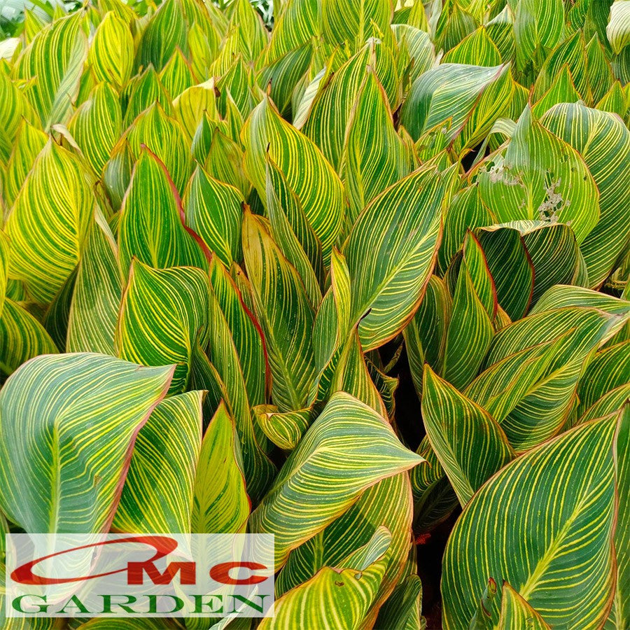Tanaman Hias Pisang Kana Golden Calathea Pisangan Kuning Heliconia 40