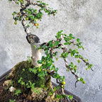 Bibit Tanaman Hokianti Mikro Micro Hokiantea Eretia Bahan Bonsai 2030