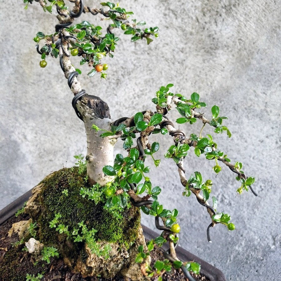 Bibit Tanaman Hokianti Mikro Micro Hokiantea Eretia Bahan Bonsai 2030