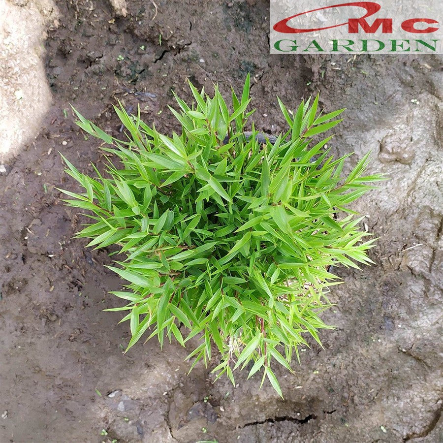 Bibit Rumput Bambu Mikro Micro Mini Rimbun Tanaman Hias 30-40 cm