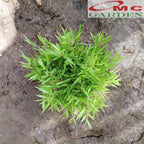 Bibit Rumput Bambu Mikro Micro Mini Rimbun Tanaman Hias 30-40 cm