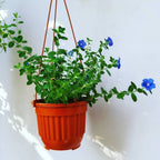Tanaman Hias Baby Blue Eyes Nemophila Menziesii Star Gantung Mata Biru Bibit Bunga 1520