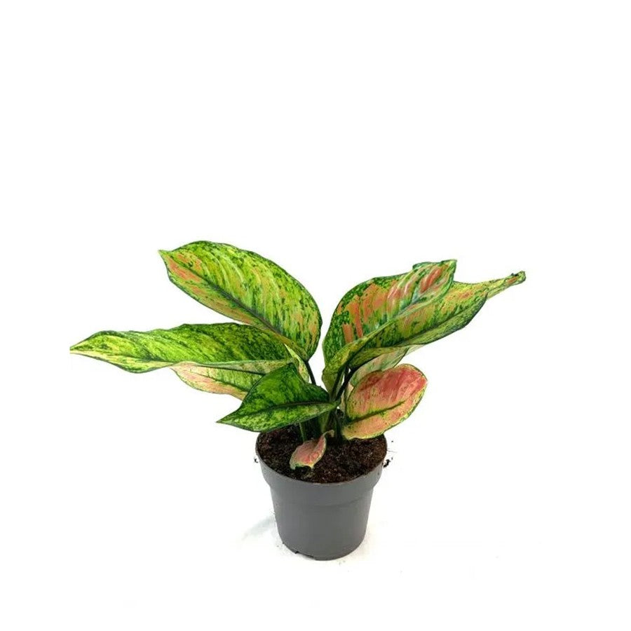 Aglonema Heng Heng Pelangi Bibit Bunga Tanaman Hias Anakan Sri Rejeki Daun Green Red 1520
