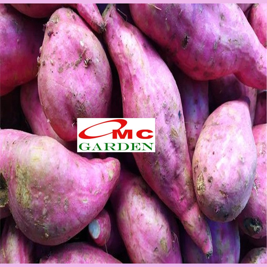 Ubi Jalar Ketela Rambat Daun Kuning Buah Ungu Bibit Huwi Potato Tanaman Hias Petatas Penutup Tanah 1020